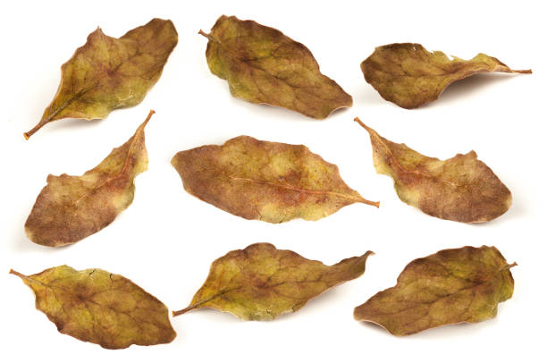 Tropical dry leaves set isolated on white.