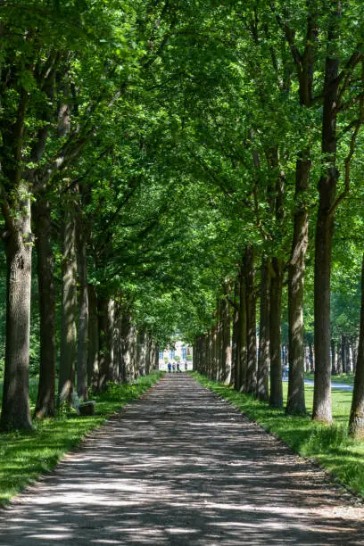 A Canopy road with trees to either side in the Karlsaue park in Kassel on a sunny day