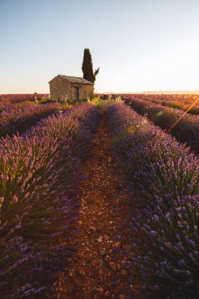 istock Lavender fields in Valensole, Provence, France 962817706
