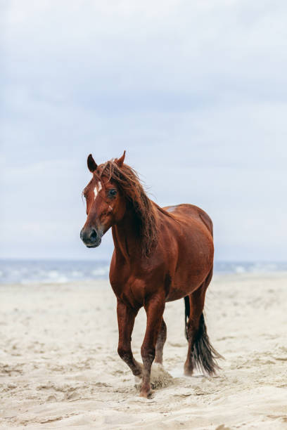 cavalo marrom, caminhando à beira-mar na praia de areia. - sandy brown bay beach sand - fotografias e filmes do acervo