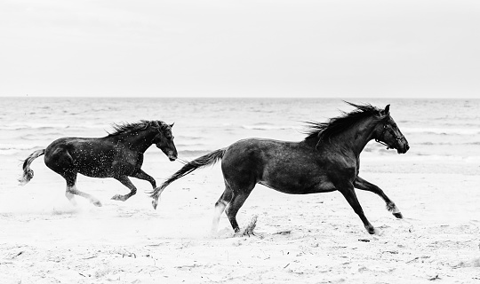 Two brown horses running fast on the seashore. Freedom and wildness. Galopade. Black and white photography.