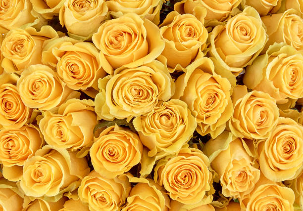 istock floral background. roses background 962818388