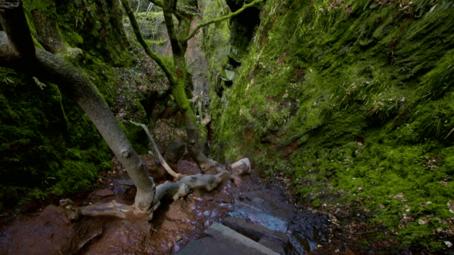 Mountain ravine. Rocks covered with moss and brake