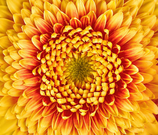 istock Gerbera flower closeup. many petals 962821004