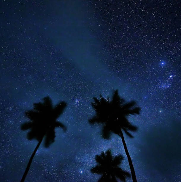 istock night sky and palm trees. stars in the tropics 962821348