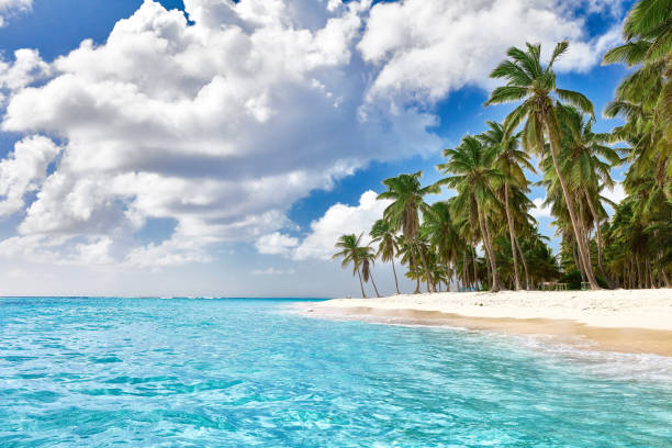 istock Paradise beach. Tropical paradise, white sand, beach, palm trees and clear water 962821692