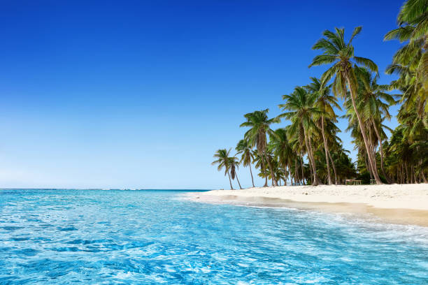 istock Paradise beach. Tropical paradise, white sand, beach, palm trees and clear water 962821904