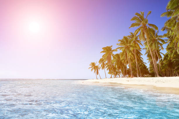 istock Paradise beach. Tropical paradise, white sand, beach, palm trees and clear water 962821982
