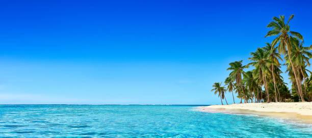 istock Paradise beach. Tropical paradise, white sand, beach, palm trees and clear water 962822354