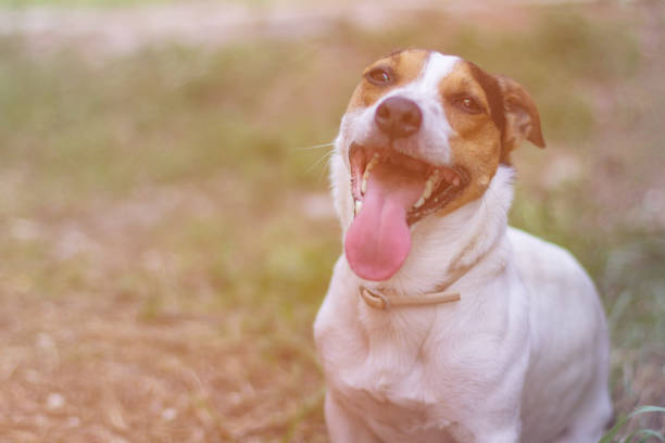 jack russell terrier sitting in the grass - terrier jack russell imagens e fotografias de stock