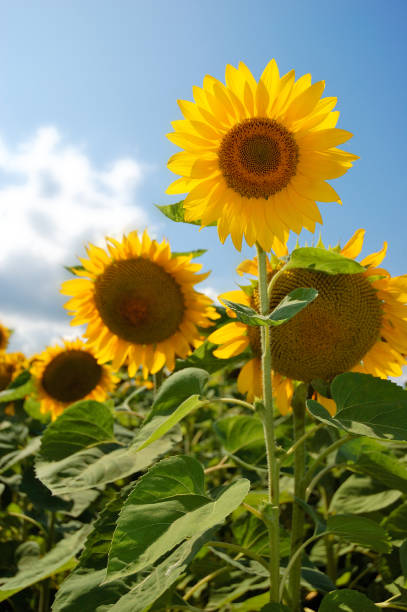 istock Sunflowers in the field 962827188