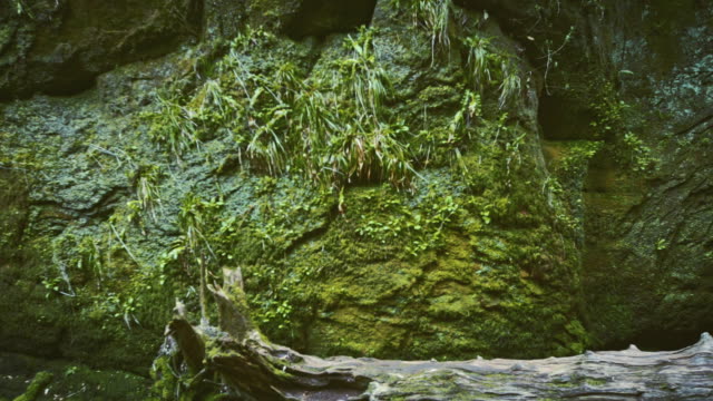 Mountain ravine. Rocks covered with moss and brake