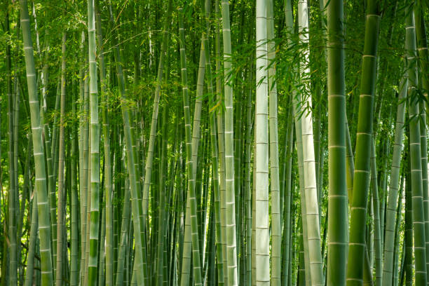 japanese bamboo grove. - bamboo grove imagens e fotografias de stock