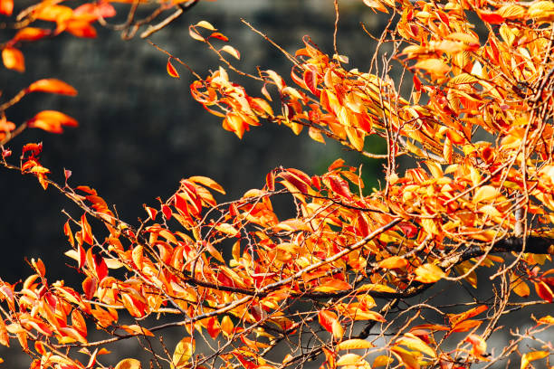 Autumn season mid November in Japan stock photo