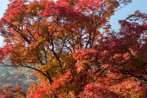 Autumn season mid November in Japan stock photo