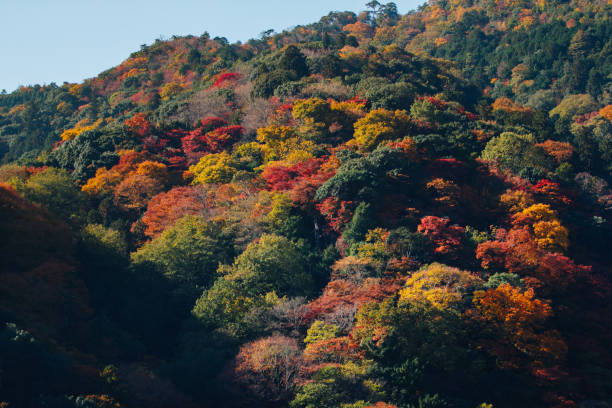 Autumn season mid November in Japan stock photo