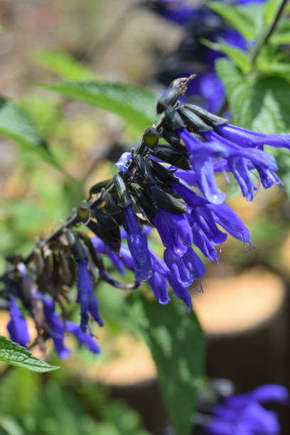 istock Salvia guaranitica 962831970