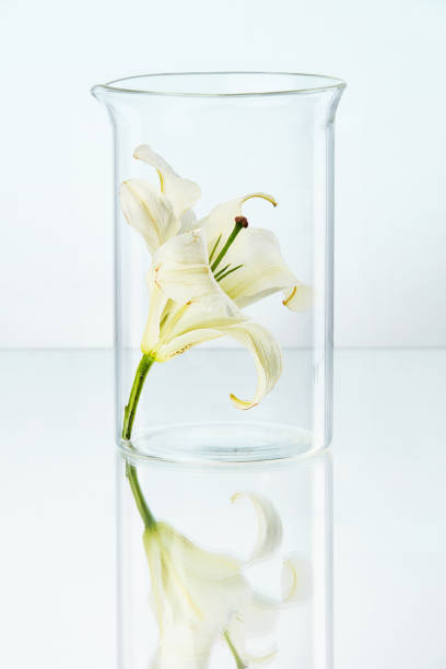 istock Laboratory. Transparent Glass With Flower 962832656