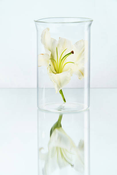 istock Laboratory. Transparent Glass With Flower 962832722