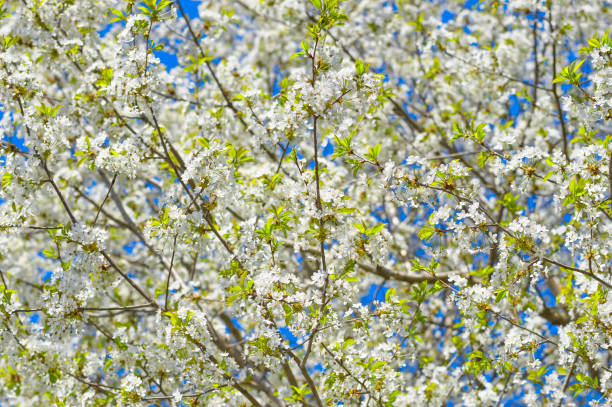 istock Blossoming apple tree, white flowers on green branches on a blue 962836408
