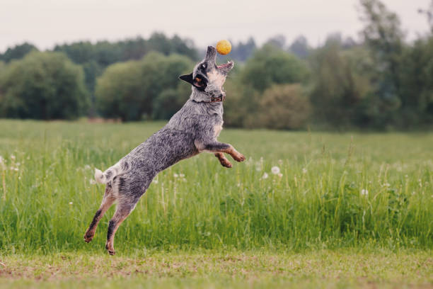 istock Australian Cattle Dog playing in the grass 962836882
