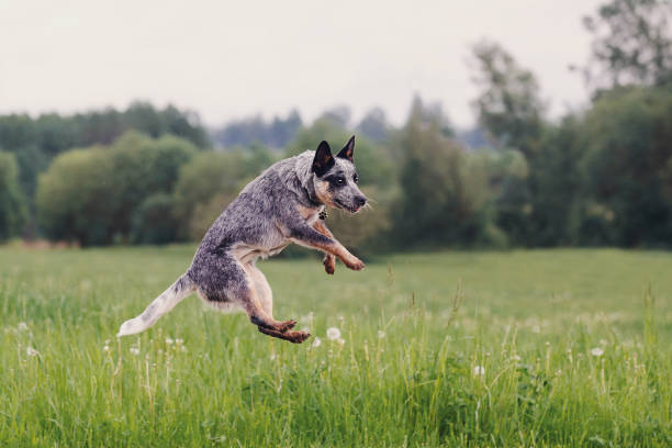 istock Australian Cattle Dog playing in the grass 962836996