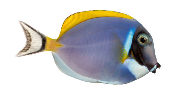 istock Side view of a Powder blue tang, Acanthurus leucosternon, isolated on white 962837024