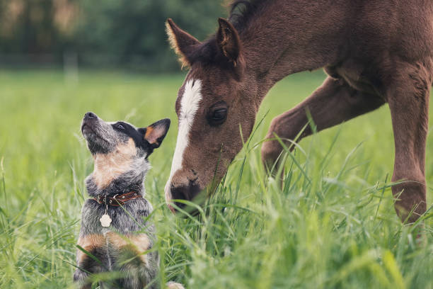istock Australian Cattle Dog and little foal 962837042