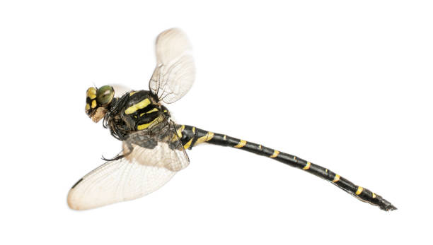 istock Side view of a flying Cordulegaster bidentata, isolated on white 962837056