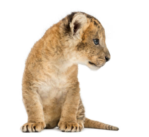istock Lion cub sitting, looking away, 16 days old, isolated on white 962837268