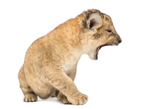 istock Lion cub, sitting and roaring, isolated on white 962837442