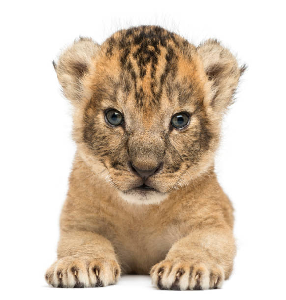 istock Front view of a Lion cub lying, looking at the camera, 16 days old, isolated on white 962837446