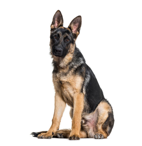 istock German Shepherd dog looking at camera against white background 962837670