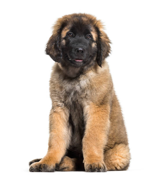 istock Leonberger puppy sitting against white background 962837822