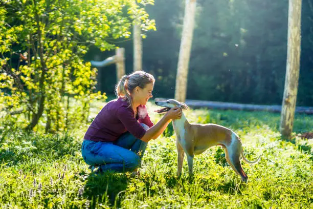Cute woman owner is walking with small English greyhound (whippet, male animal). The woman is squatting and stroking her purebred dog brown with white coat color. Outdoors shooting in a public park at sunny summer day