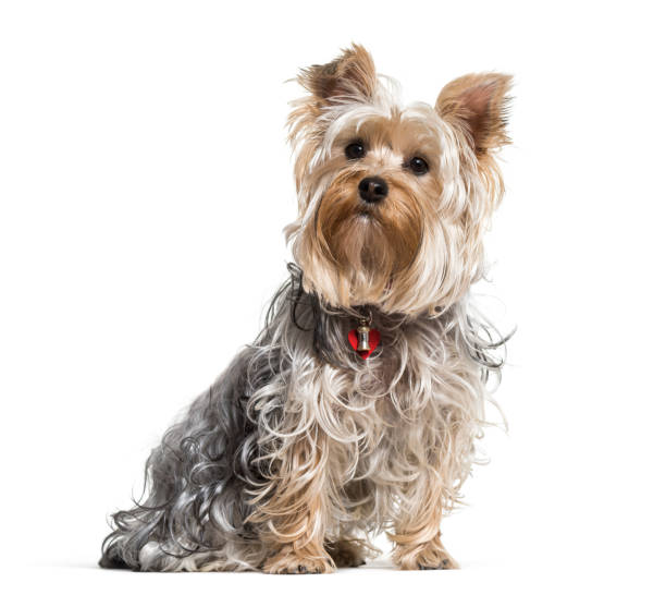istock Yorkshire terrier dog sitting against white background 962837982