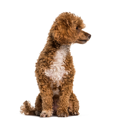 Close-up portrait of poodle