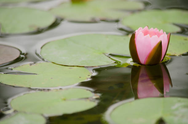 istock pink Lotus Flower float in the bloom 962838072