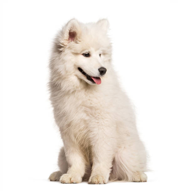 istock Samoyed dog sitting and looking away against white background 962838092