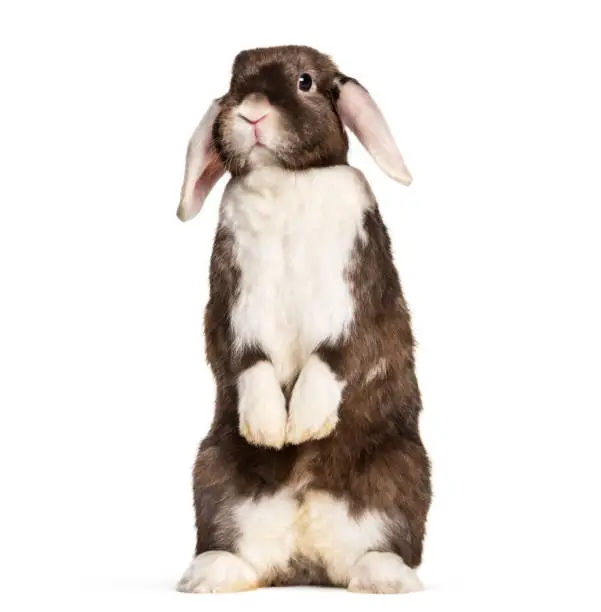 Photo of Rabbit sitting on hind legs against white background
