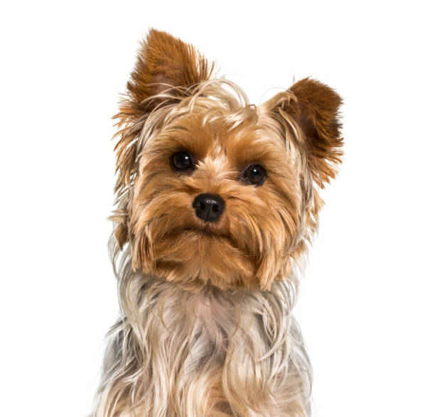 istock Yorkshire terrier dog in portrait against white background 962838106