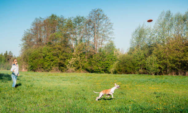 istock Cheerful Play for Dog and Owner 962838114