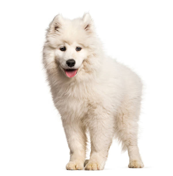 istock Samoyed puppy standing against white background 962838120