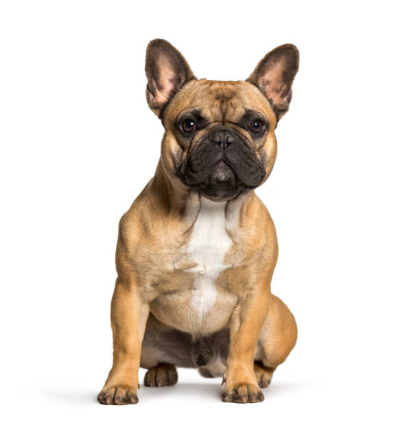 istock French bulldog sitting against white background 962838180