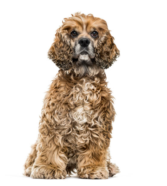 istock Brown Mixed-breed dog against white background 962838262