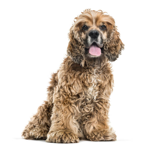 istock Brown Mixed-breed dog sitting and panting against white background 962838334