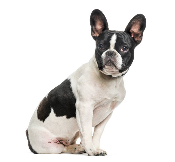 istock French bulldog sitting against white background 962838356