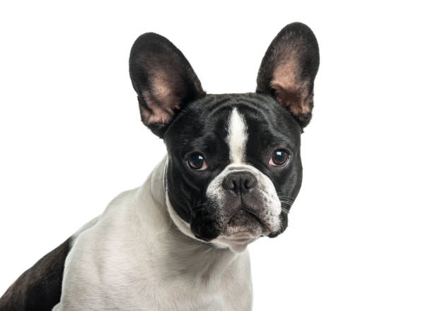 istock French bulldog in close up against white background 962838390
