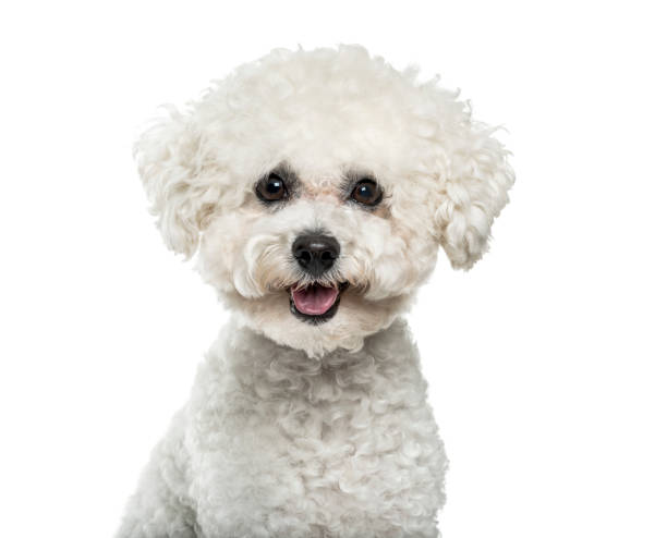 bichon frise hond in portret tegen witte achtergrond - bichon frisé stockfoto's en -beelden