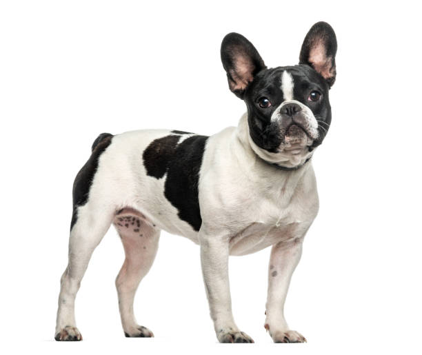 istock French bulldog standing against white background 962838402